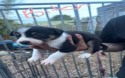 Border Collie dogs for sale: Working Border Collies - Image 6