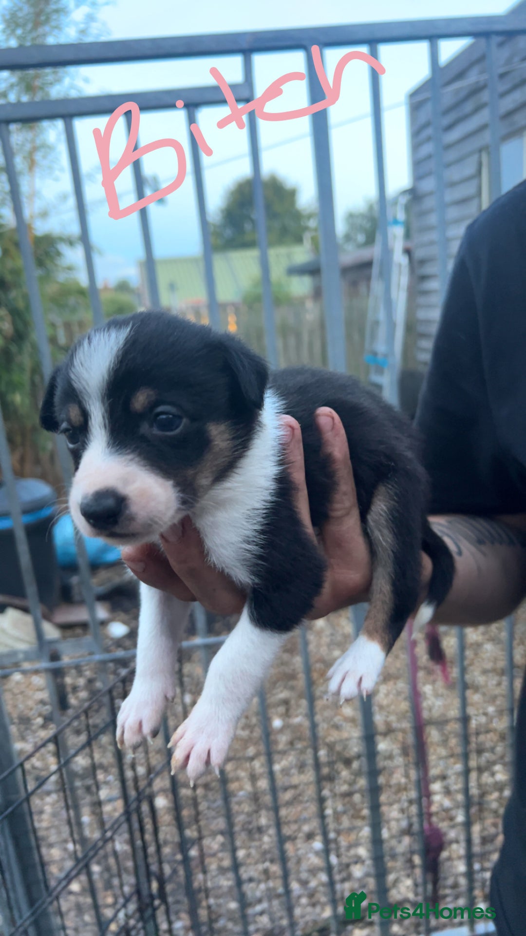 Border Collie dogs for sale: Working Border Collies - Image 6