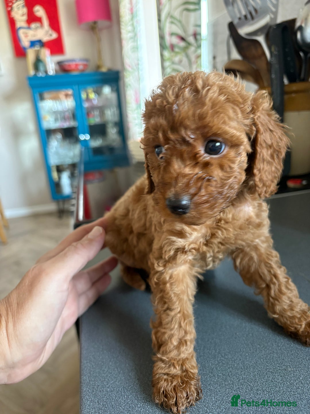 Cockapoo dogs for sale: Cockapoo  - Image 13