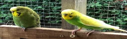 Budgerigars birds for sale: young male budgies in Ellesmere Port - Advert 2