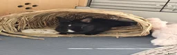 Netherland Dwarf rabbits for sale: Purebred Netherland Dwarf Doe - Advert 14