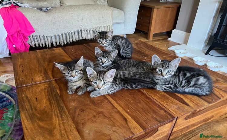 Maine Coon cats in Basildon - Advert 6
