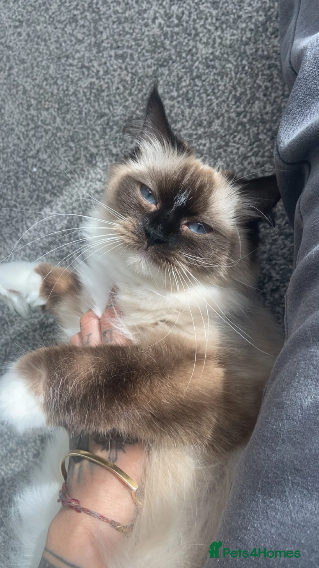 Ragdoll cats for sale: Beautiful ragdolls  - Advert 2