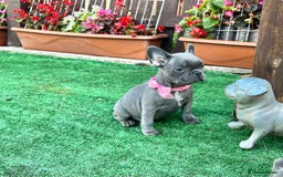French Bulldog dogs for sale: Adorable Puppies Looking for a New Home! - Image 1