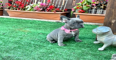 French Bulldog dogs - Advert 9