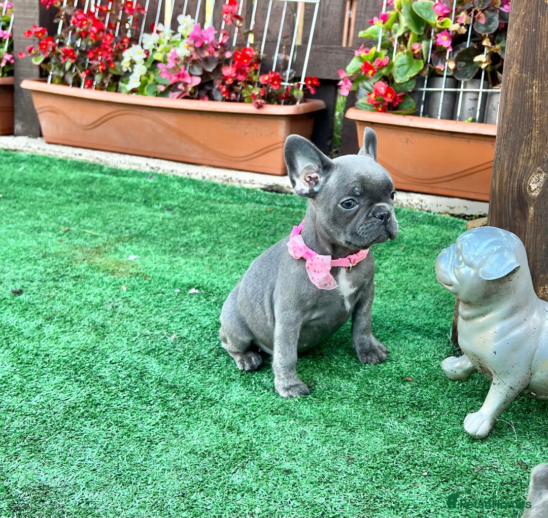 French Bulldog dogs for sale: Adorable Puppies Looking for a New Home! - Image 1