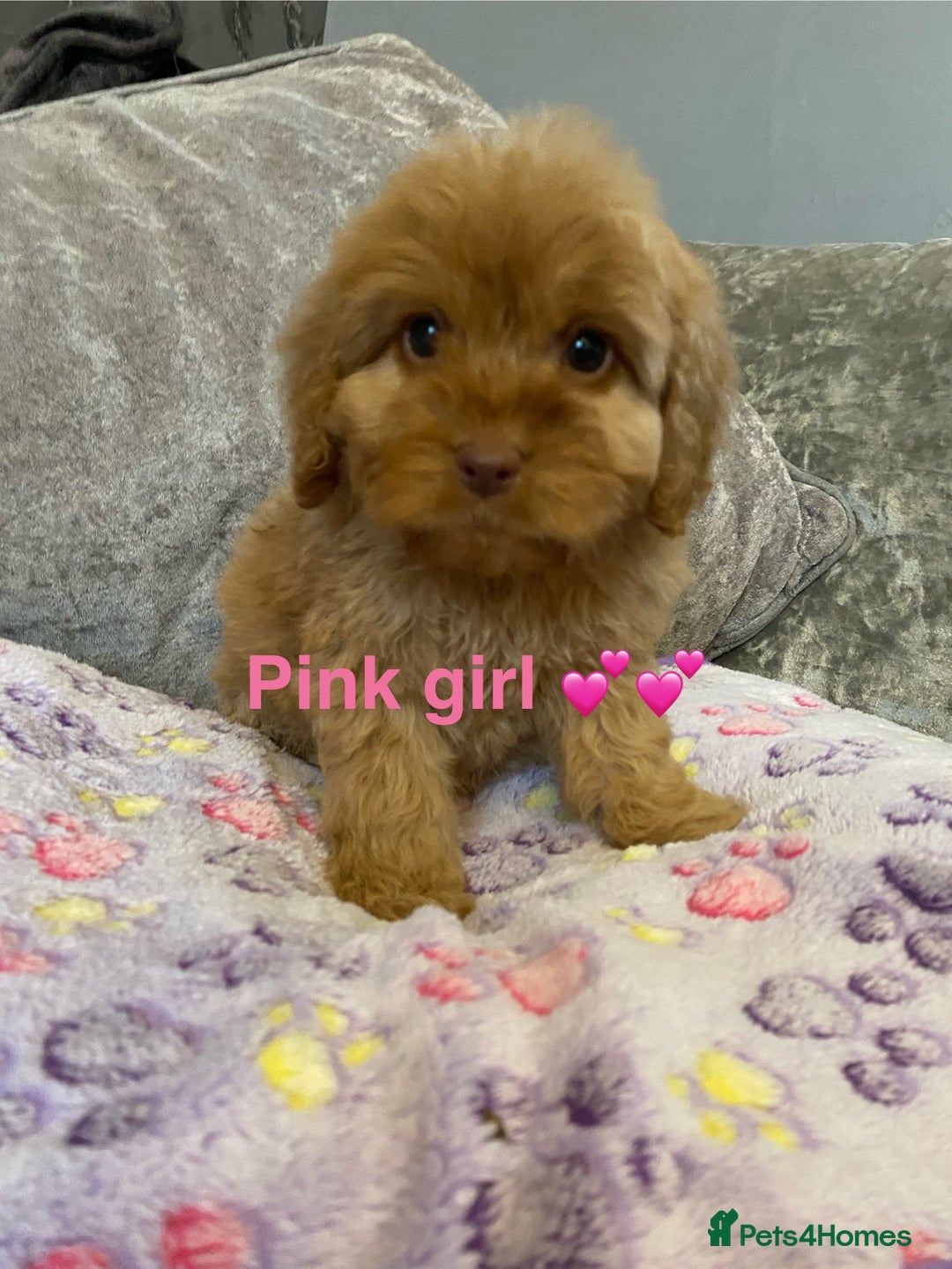 Cockapoo dogs for sale: Cockapoo puppies 💜 - Advert 19