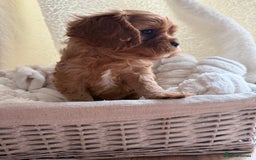 Cavalier King Charles Spaniel dogs for sale: TWO CAVALIER KING CHARLES BOYS AVAILABLE NOW - Image 24