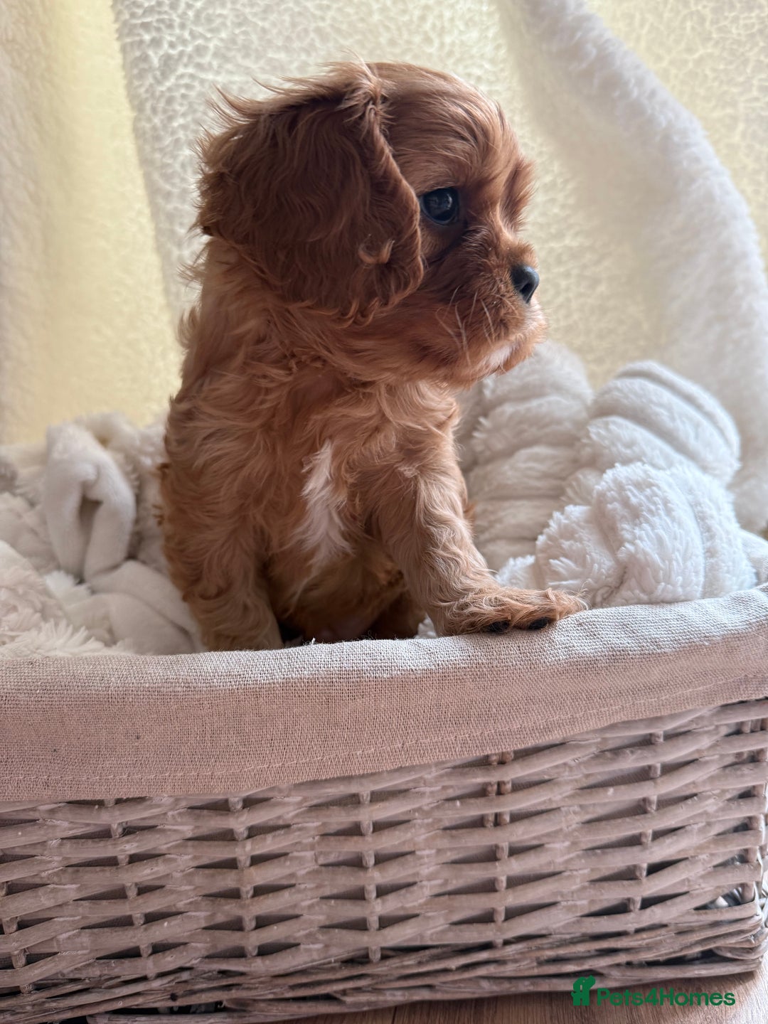 Cavalier King Charles Spaniel dogs for sale: TWO CAVALIER KING CHARLES BOYS AVAILABLE NOW - Image 24