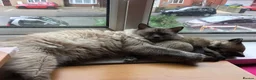 Ragdoll cats for sale: Loving home needed in Lincoln - Advert 3