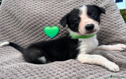 Border Collie dogs for sale: Border Collie Puppies for sale - Image 5