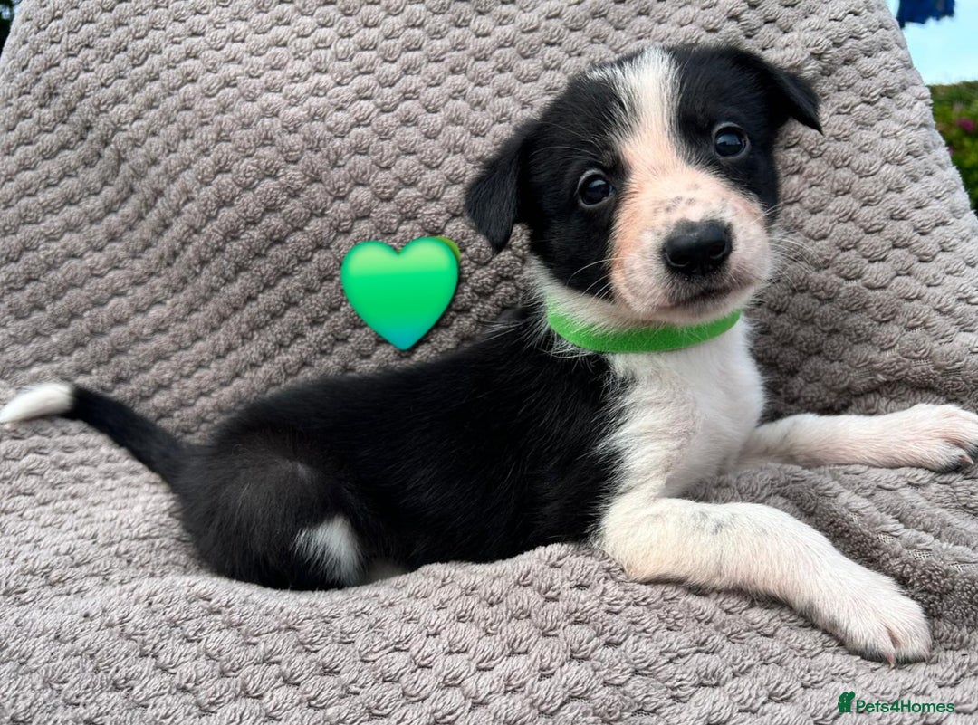 Border Collie dogs for sale: Border Collie Puppies for sale - Image 5