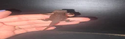 Bearded Dragon reptiles for sale: 100% red monster bearded dragon babies🐉 - Advert 14