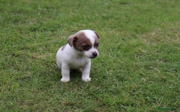 Jack Russell dogs for sale: Beautiful Jack Russell Puppies - Image 17