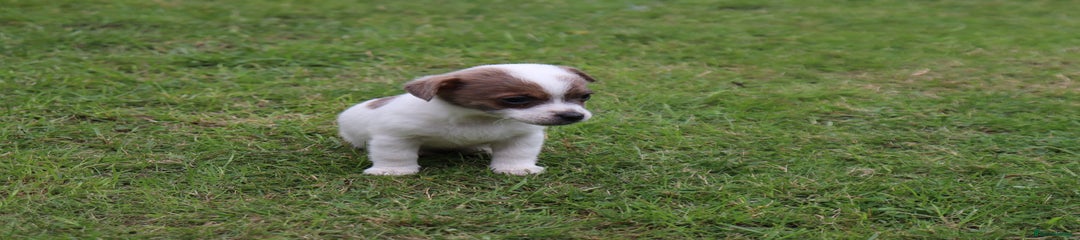 Jack Russell Puppy 2