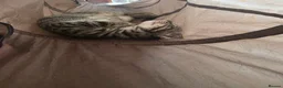 Mixed Breed cats for sale: Beautiful kittens ready for new homes - Advert 5