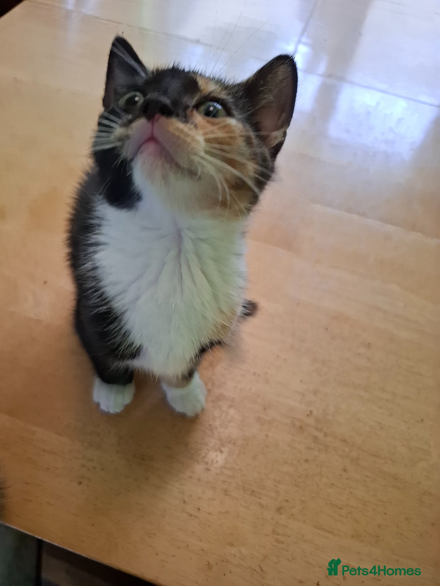 Mixed Breed cats for sale: Six 9 week old Kittens   - Advert 6
