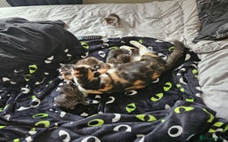 Domestic Shorthair cats for sale: 4 Gorgeous Kittens  - Image 13