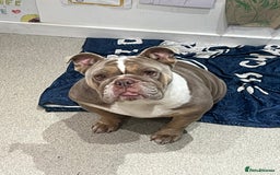 English Bulldog dogs for sale: English Bulldog - Needs new Home - Image 3