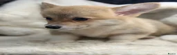 Welsh Corgi Pembroke dogs for sale: Top quality corgis  - Advert 3