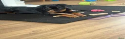 Rottweiler dogs for sale: 7 month old female Rottweiler  in Ripley - Advert 12