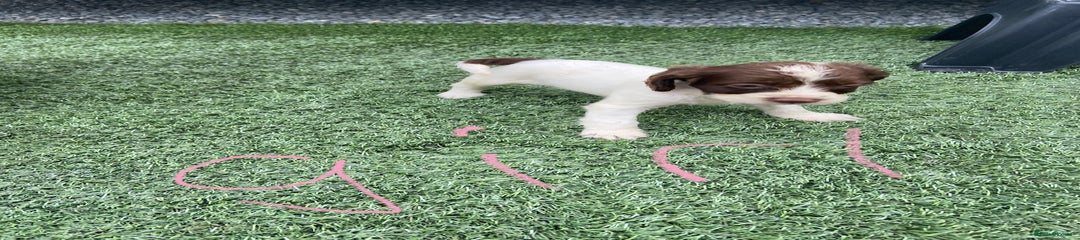 Cocker Spaniel Puppy 5