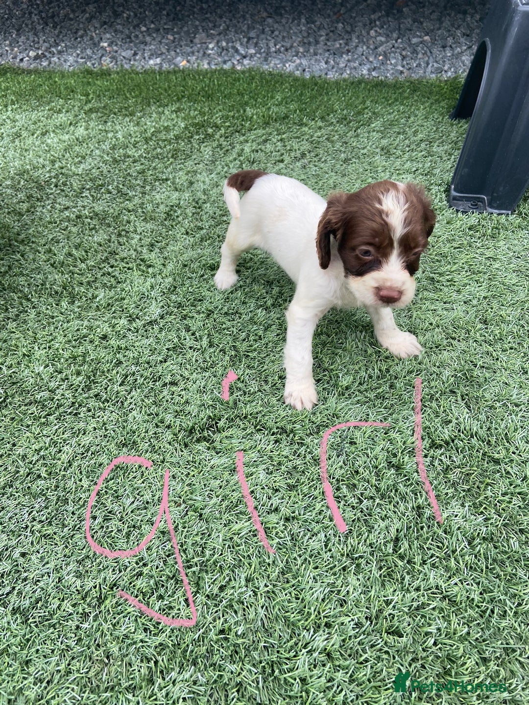 Cocker Spaniel dogs for sale: Cocker spaniels  - Image 5
