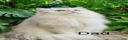 Persian cats for sale:     ✨Stunning Persian Chinchilla Ready to Go✨ - Advert 7