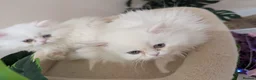Persian cats for sale: PERSIAN ♥️🍃 ꨁ 🍃 ҉EXOTIC DOLL FAC - Advert 9