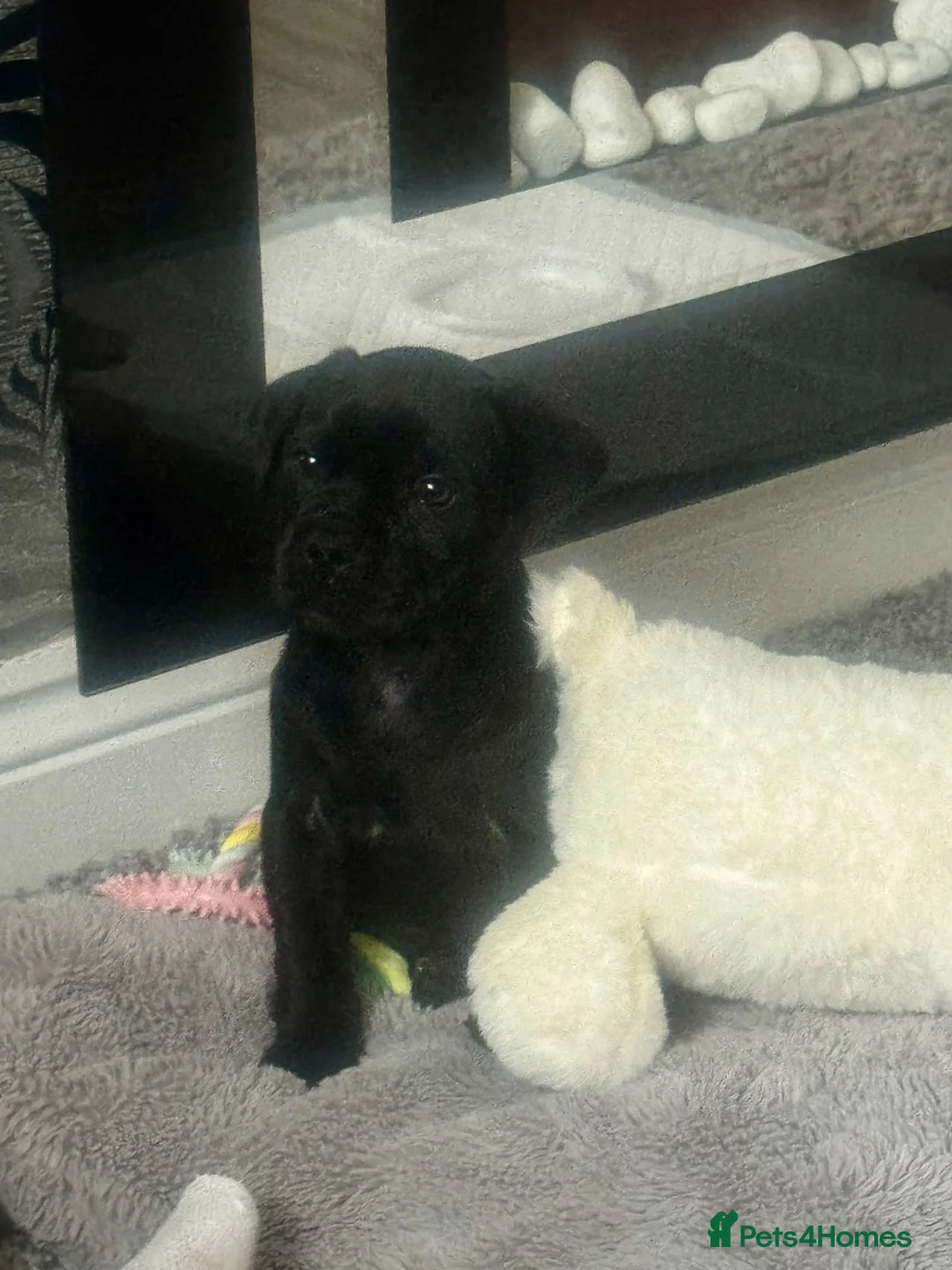 Mixed Breed dogs for sale: LOVING HOME WANTED FOR OUR BEAUTIFUL BOY 💙 in Newcastle upon Tyne - Advert 2