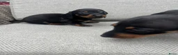 Dachshund dogs for sale: Dachshund puppies  - Advert 13