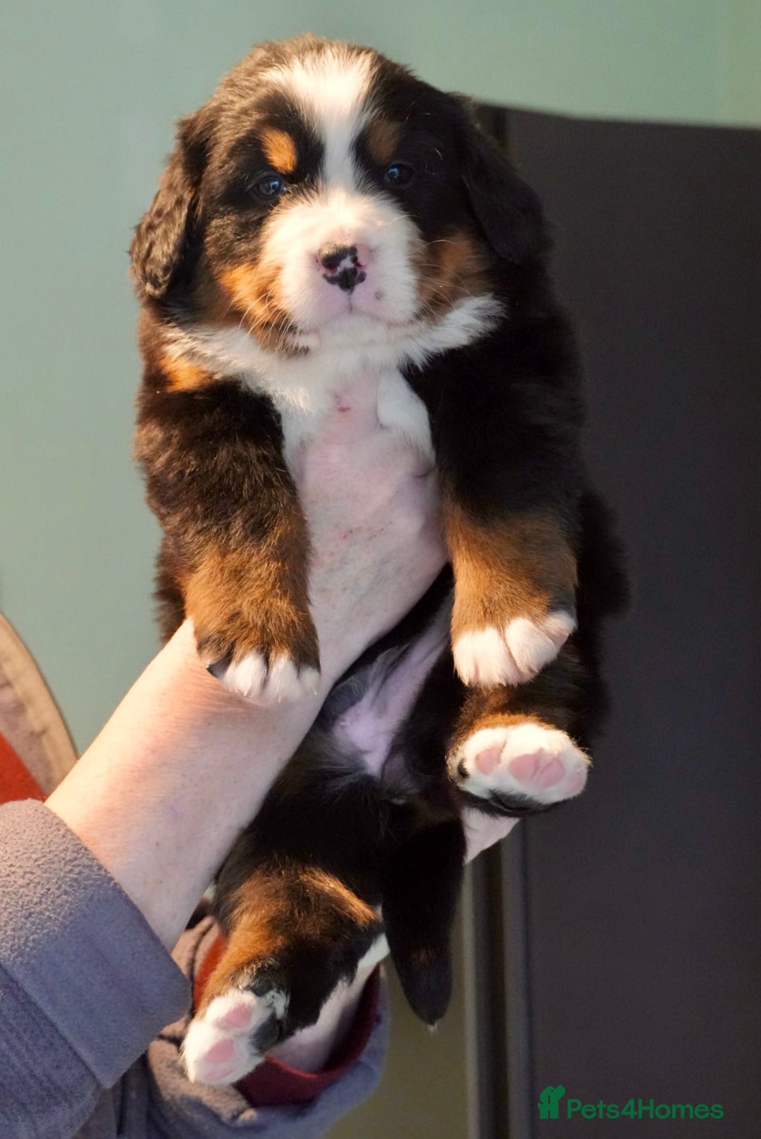 Bernese Mountain Dog dogs for sale: Quality Bernese Mountain Dog Puppies  - Advert 10