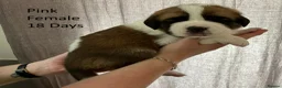 Saint Bernard dogs for sale: Pedigree St Bernard Pups in Blackwood - Advert 16