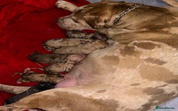 Mastiff dogs for sale: Mastiff X Pups - Image 9