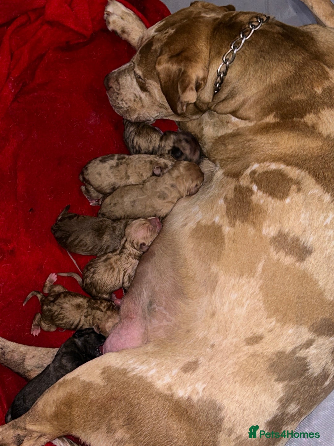 Mastiff dogs for sale: Mastiff X Pups - Image 9