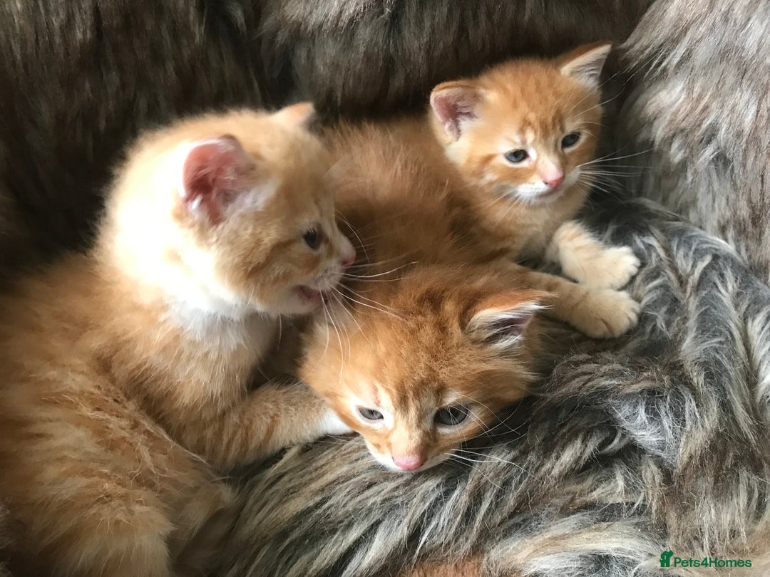 Maine Coon cats for sale: 2 Beautiful Ginger Maine Coon Cross Kittens - Image 1