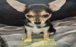 Chihuahua dogs for sale: Chihuahua fluff balls  - Image 6