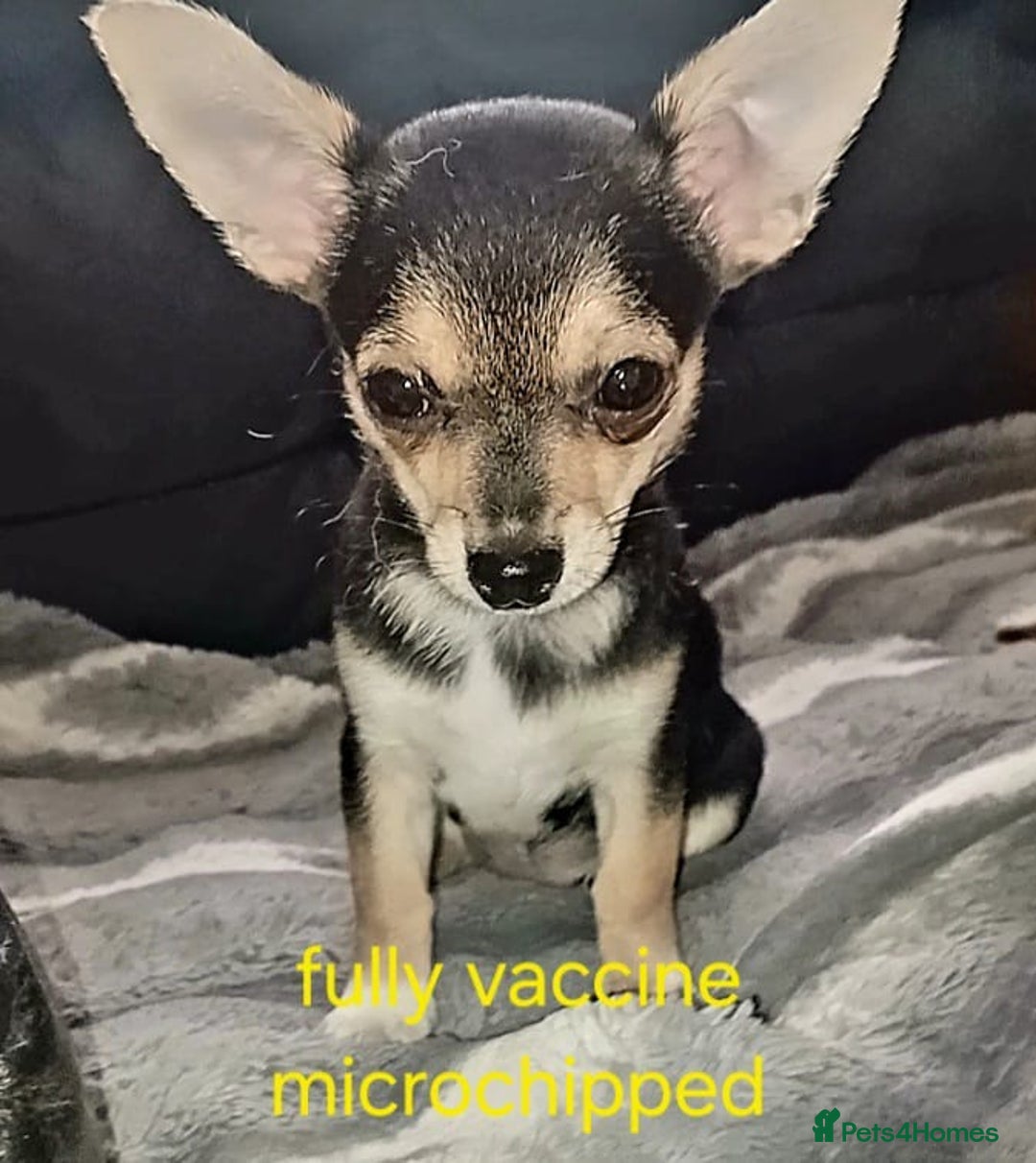 Chihuahua dogs for sale: Chihuahua fluff balls  - Image 6