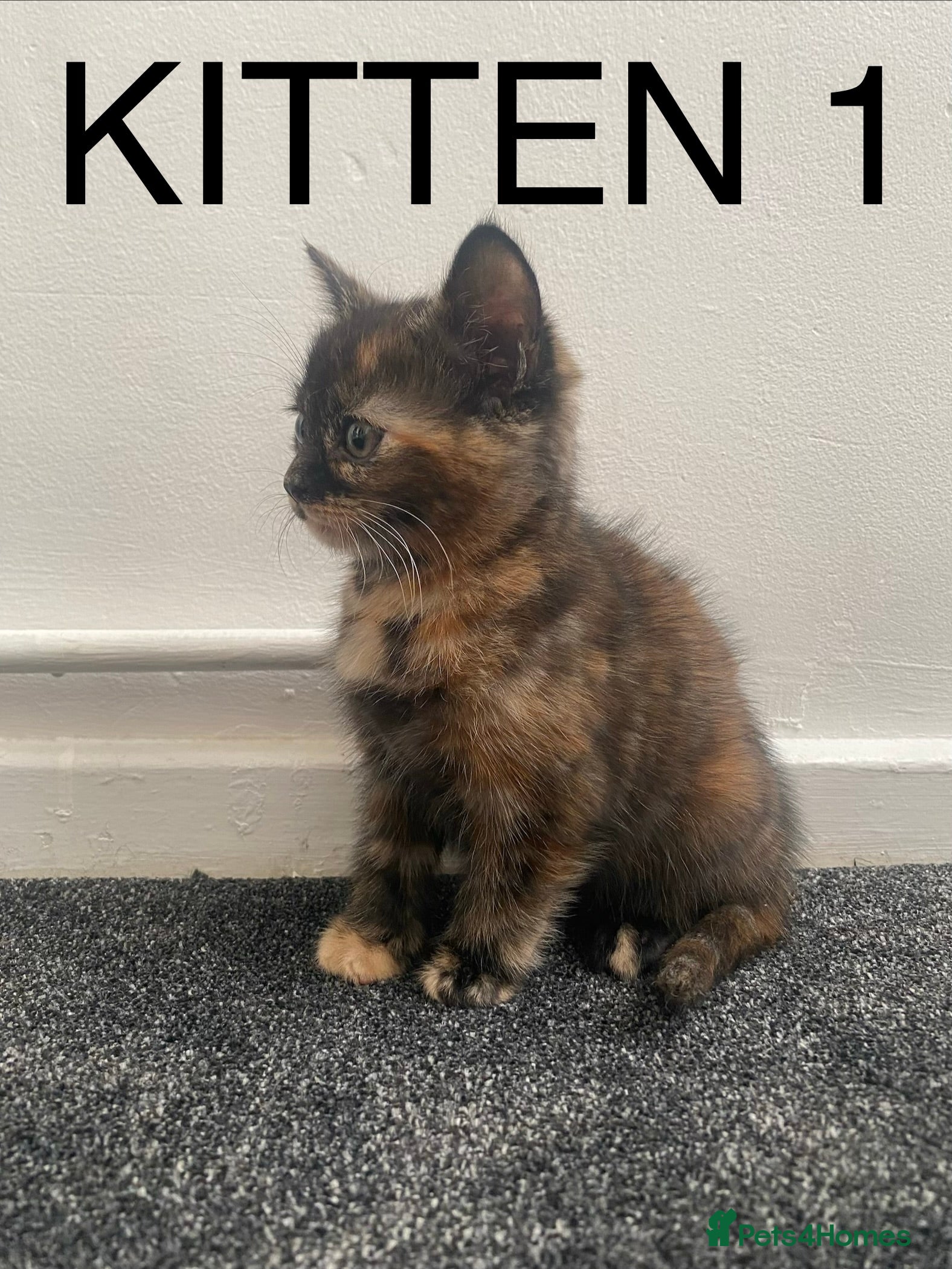 Mixed Breed cats Cute fluffy tortie kittens - Advert 1