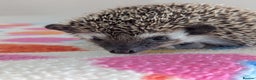 Pygmy Hedgehog rodents for sale: Beautiful Hoglets Ready to Reserve Now - Advert 26