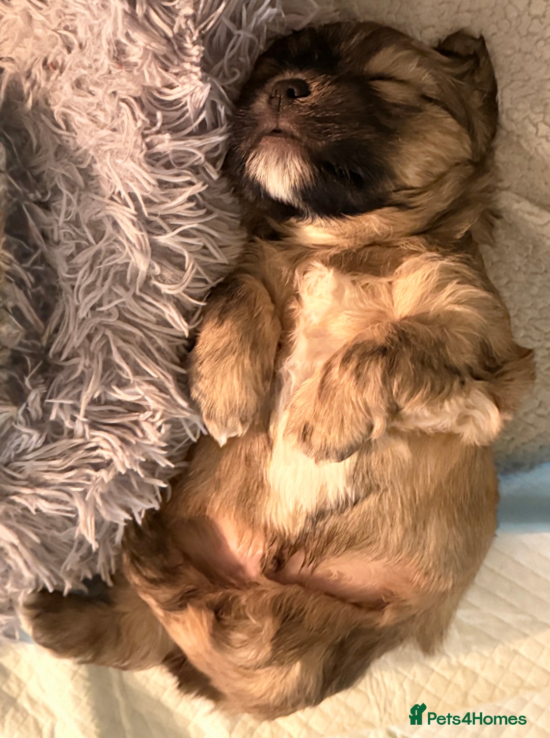 Lhasa Apso dogs for sale: Beautiful Pure Lhasa Apso Puppies - 1 boy,1 girl - Advert 4