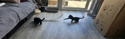 Mixed Breed cats for sale: Kittens for Sale - Advert 7