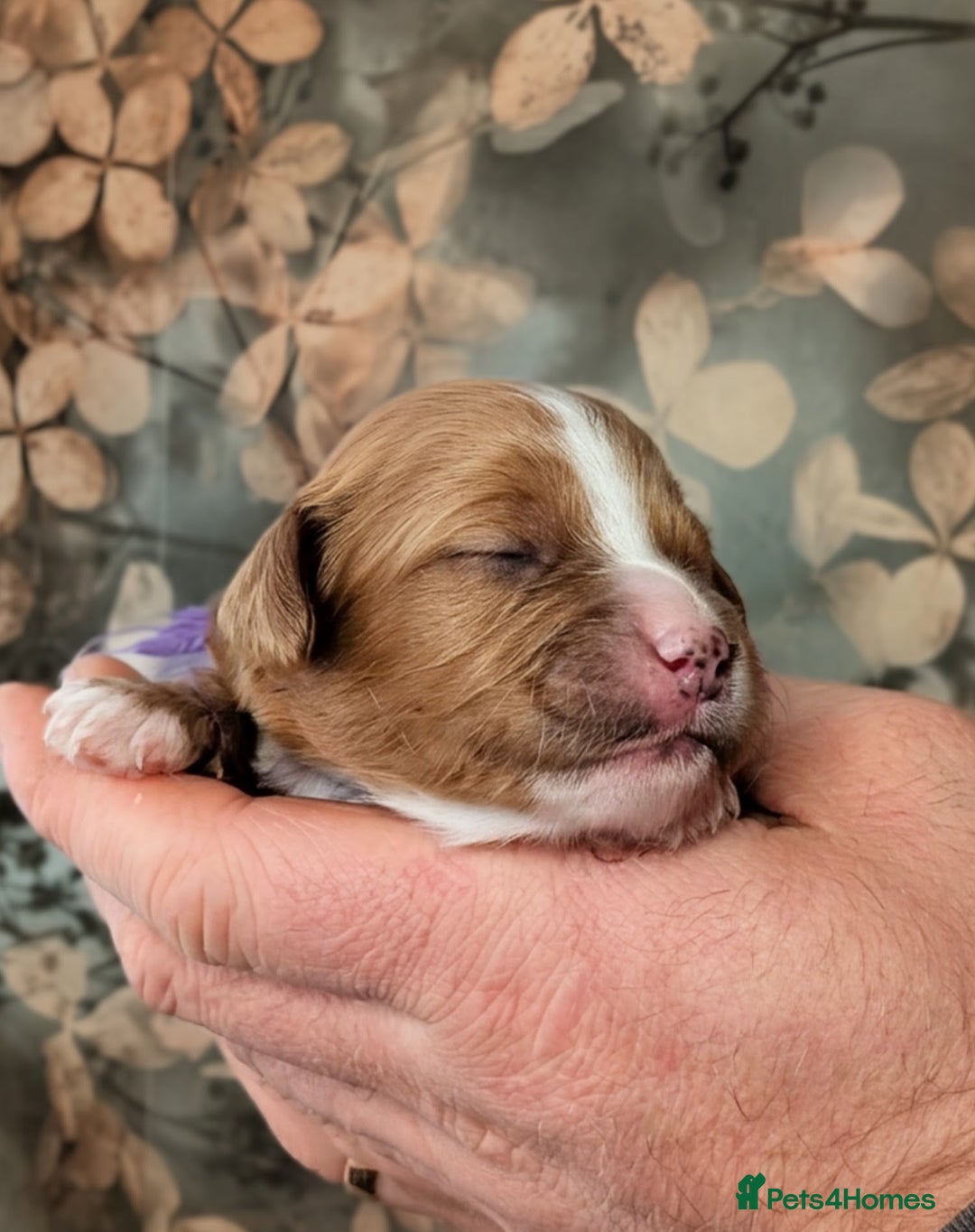 Toy Poodle dogs for sale: 🖤CAVAPOO BABIES🖤TESTED PARENTS! - Advert 28