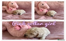 Mini Goldendoodle dogs for sale: Beautiful Family Raised F1 Mini Golden-doodles  - Image 25