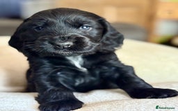 Cocker Spaniel dogs for sale: KC Reg Show cocker spaniel pups - Image 6
