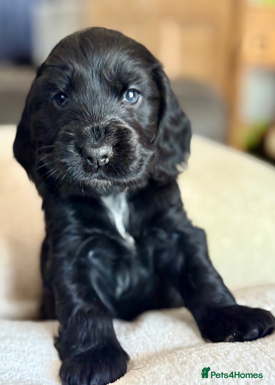 Cocker Spaniel dogs for sale: KC Reg Show cocker spaniel pups - Image 6