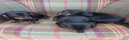 Miniature Dachshund dogs for sale: Black and Tan Miniature Dachshund Puppies 3 Boys - Advert 24