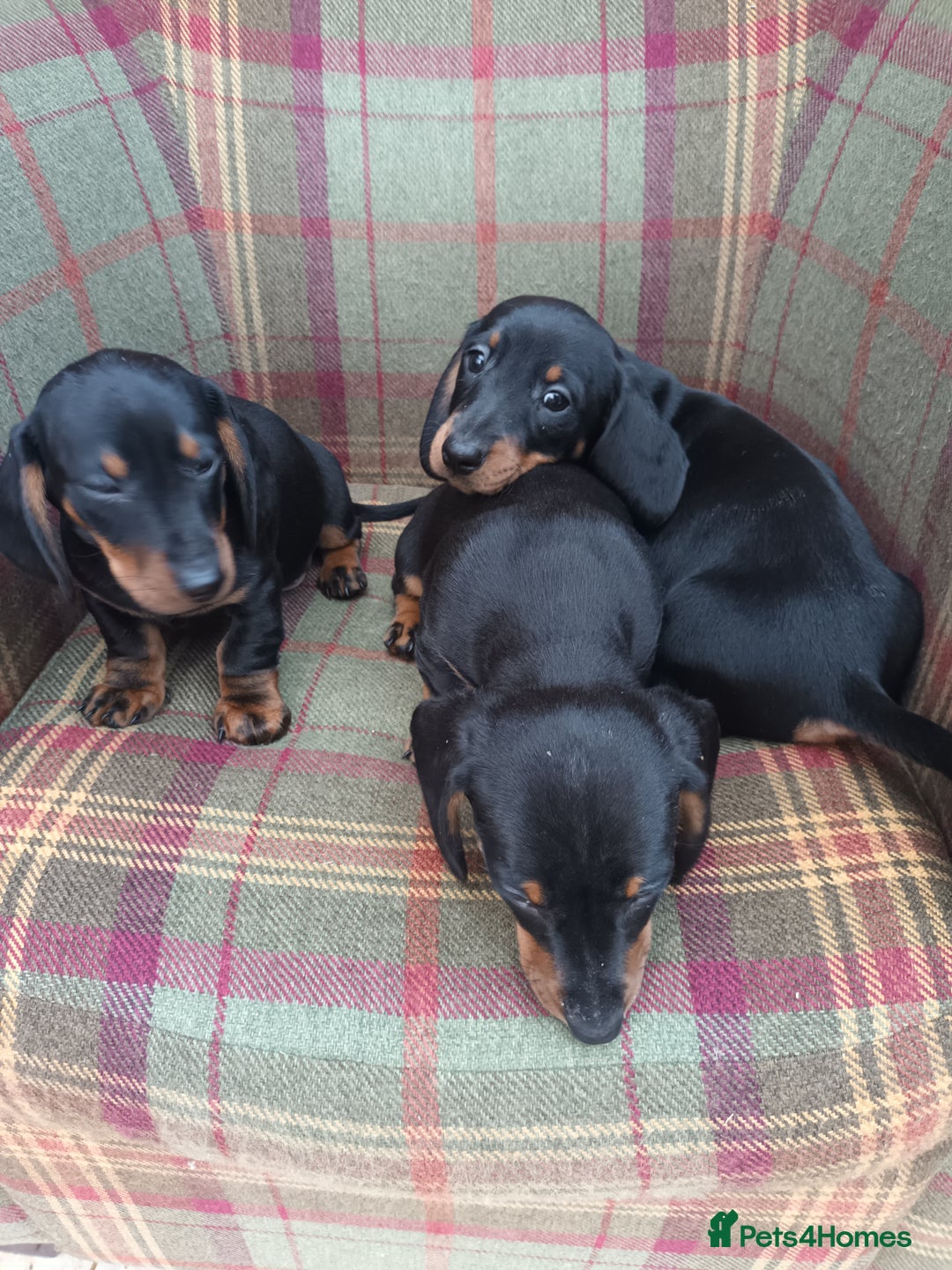 Miniature Dachshund dogs for sale: Black and Tan Miniature Dachshund Puppies 3 Boys - Advert 24