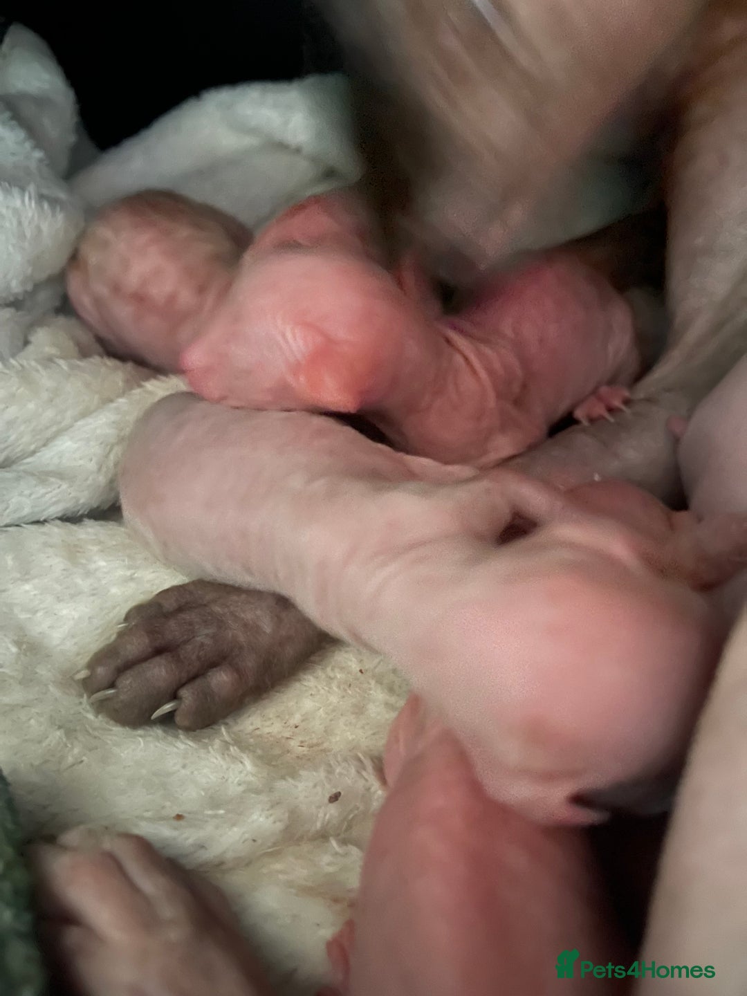 Sphynx cats for sale: Pink sphynx kittens - Image 4