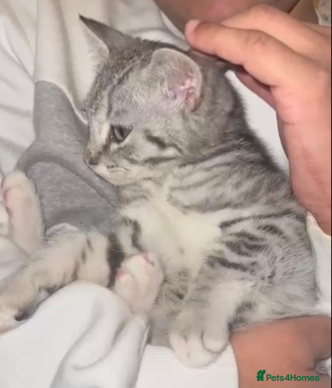 Mixed Breed cats for adoption: Rescue kitten needs home of his own - Advert 6